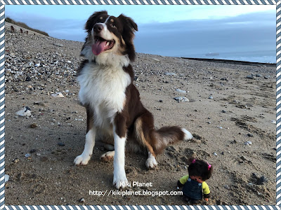 kiki monchhichi berger australien american shepherd plage normandie le havre