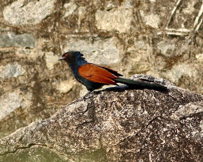 Greater Coucal 