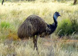 burung emu