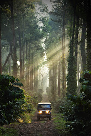 Guided_Jeep_Drive_Through_Coffee_Plantations