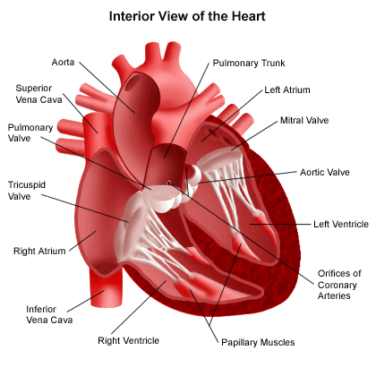 circulatory system. The circulatory System