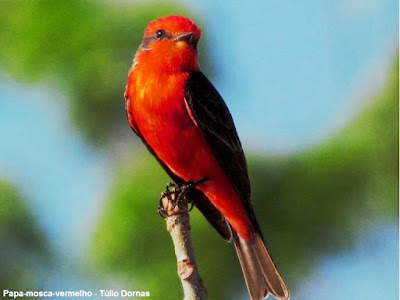 Papa-moscas-vermelho, Pyrocephalus rubinus, Vermilion Flycatcher, Príncipe, barão-do-melgaço, ave sangue-de-boi, aves do brasil, Tocantins, birds, birding Tocantins, birdwatching Brazil, Natureza, Blog Natureza e Conservação, fotos de aves, fotos de pássaros