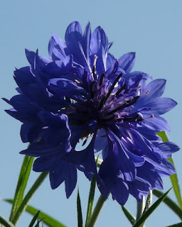 flor centaurea