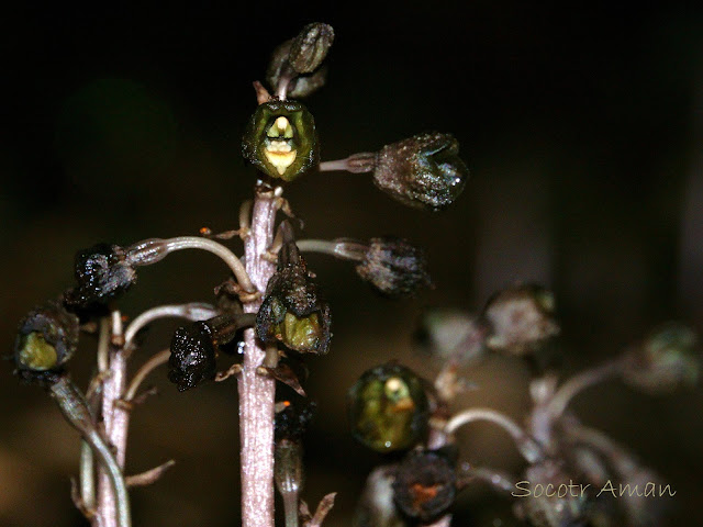 Gastrodia confusa