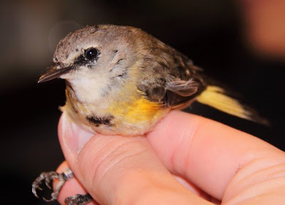 American Redstart, young male