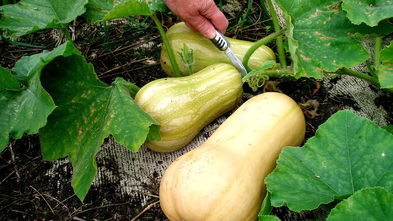 Growing Butternut Squash From Seed