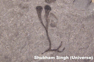 Fossil of an extinct land plant(Cooksonia hemisphaerica)- Shubham Singh (Universe)