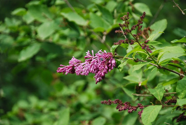 lilaki kórnik arboretum