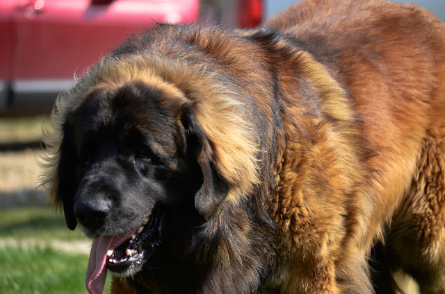 10-Biggest-Gaint-Dogs-in-the-World