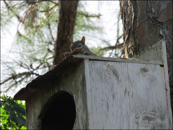 Squirrel Mammal