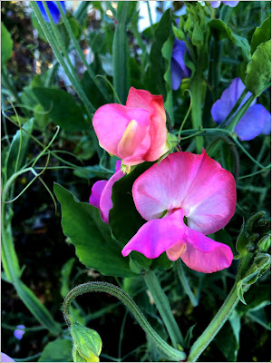 September 28, 2018 Finding joy in sweet peas, a flower we have missed in our garden.