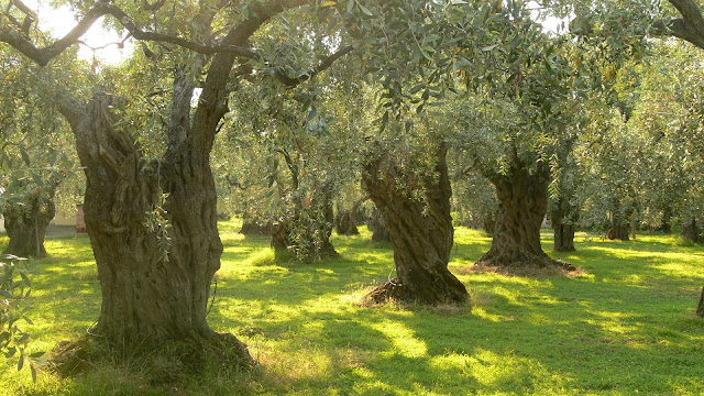 Αγρότης να γίνεις γιε μου. Του Πιτσιρίκου