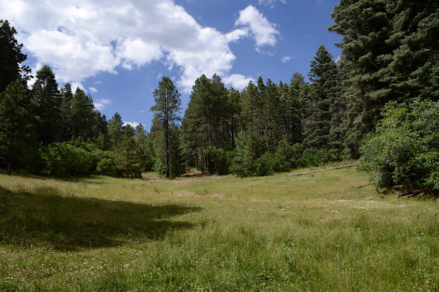 grassy area surrounded by trees