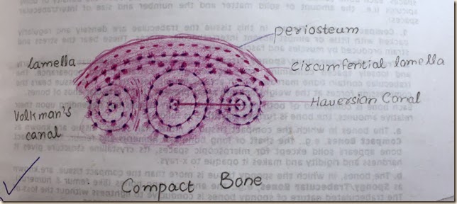 Histology Slides Database Compact Bone High Resolution Histology Diagram