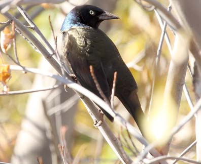 common grackle. common grackle juvenile. and