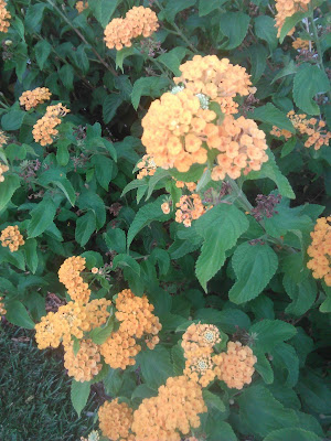 lantana camara