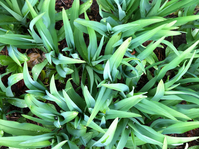 Tiger-Lilies-in-Spring-2013