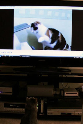 Pets watching TV Seen On www.coolpicturegallery.us