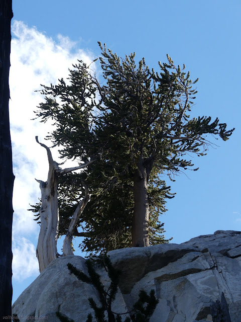 130: big tree above rock above viewer