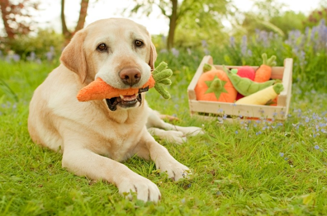 Dog Friendly Vegetables