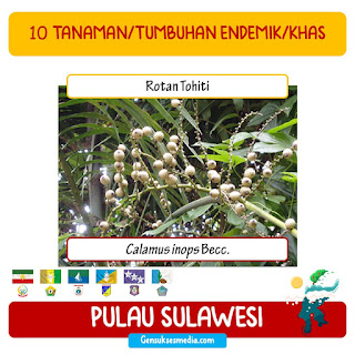 rotan tohiti endemik khas sulawesi
