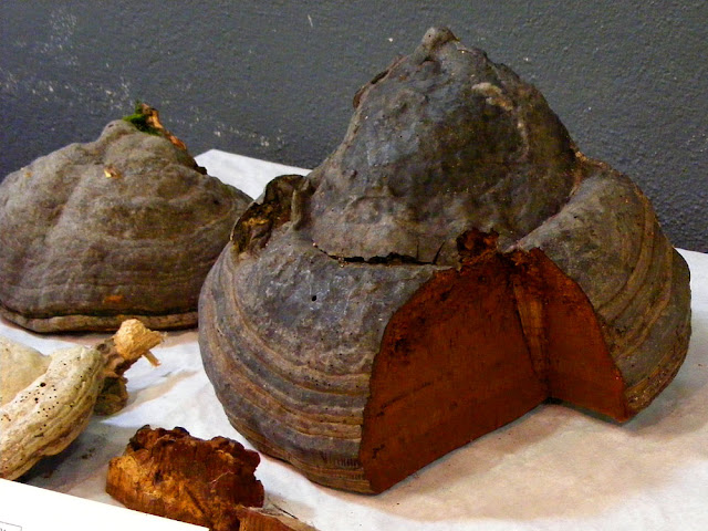 Hoof fungus Fomes fomentarius (aka True Tinder Fungus).  Indre et Loire, France. Photographed by Susan Walter. Tour the Loire Valley with a classic car and a private guide.