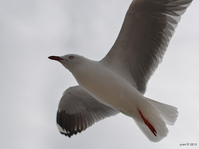 riding the wind