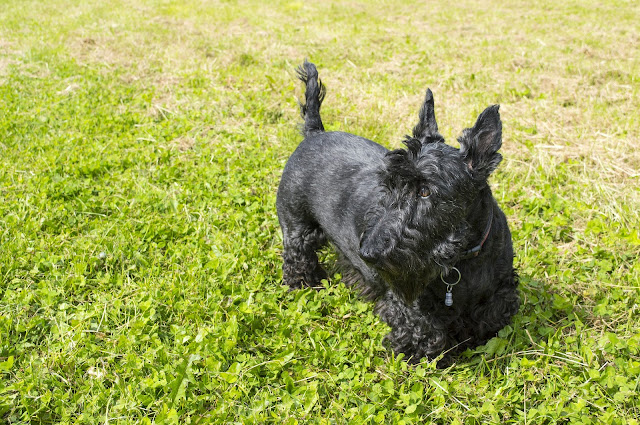 hypoallergenic-dog-breeds