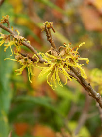 Hamamelis virginiana common witch hazel blooms at the Toronto Botanical Garden by garden muses-not another Toronto gardening blog