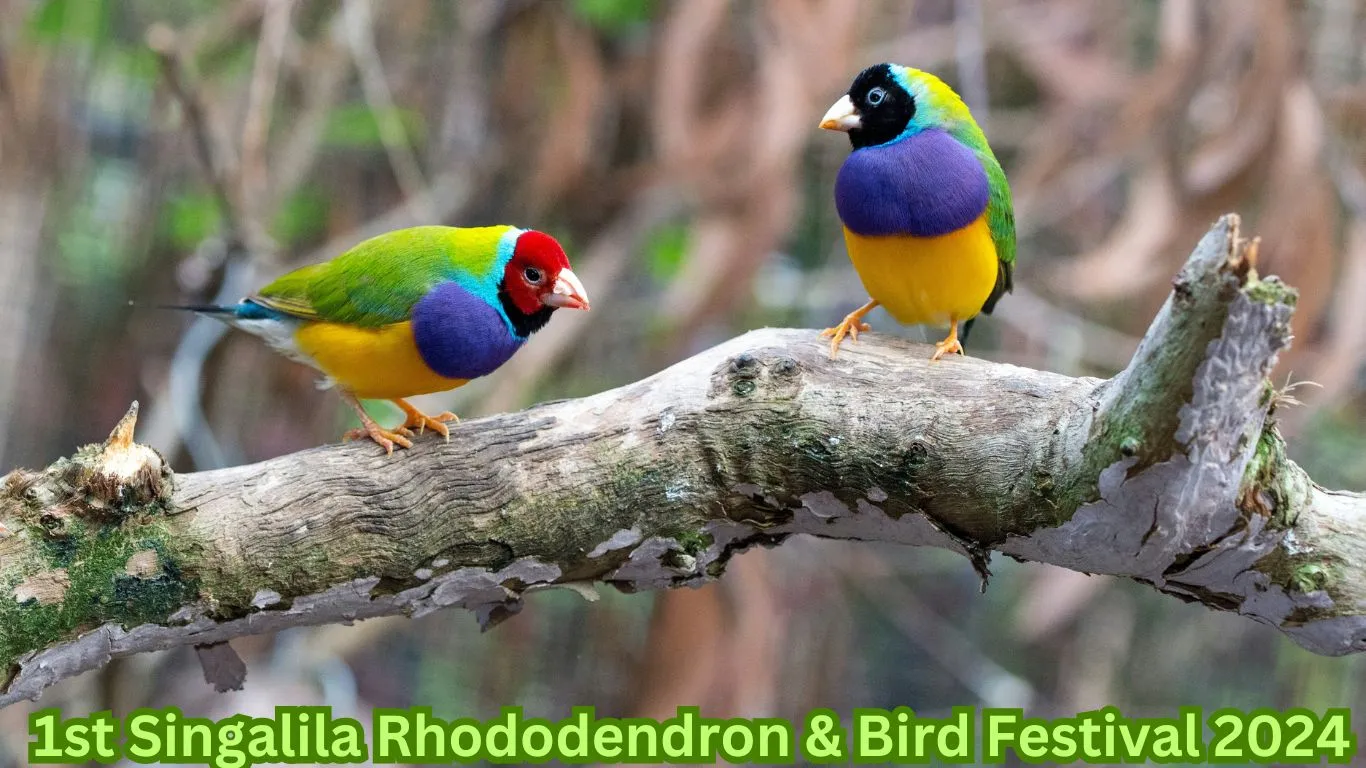 Singalila Bird Festiival 2024