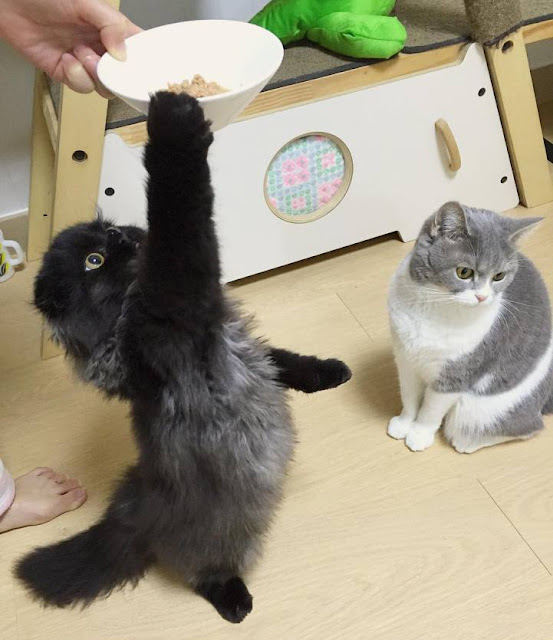 Adorável gato tem os olhos grandes e hipnotizante como os de uma sábia coruja