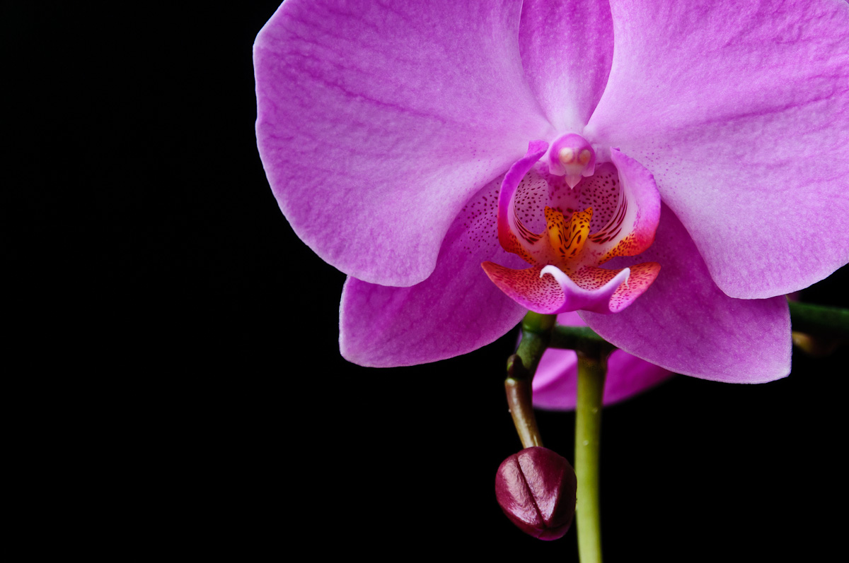 types of flowers to plant in spring Type Phalaenopsis Orchid | 1200 x 797