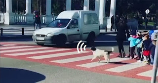 Incrível Cão de rua vira herói após ajudar crianças atravessar o cruzamento e tornou uma celebridade