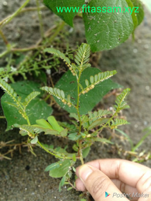 ভুঁই আমলখিৰ উপকাৰিতা আৰু ব্যৱহাৰ- bhumi amla plant benefits and uses in Assamese