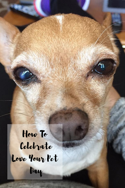 How To Celebrate Love Your Pet Day