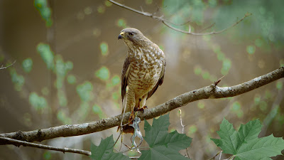 Red-shouldered hawk with frog