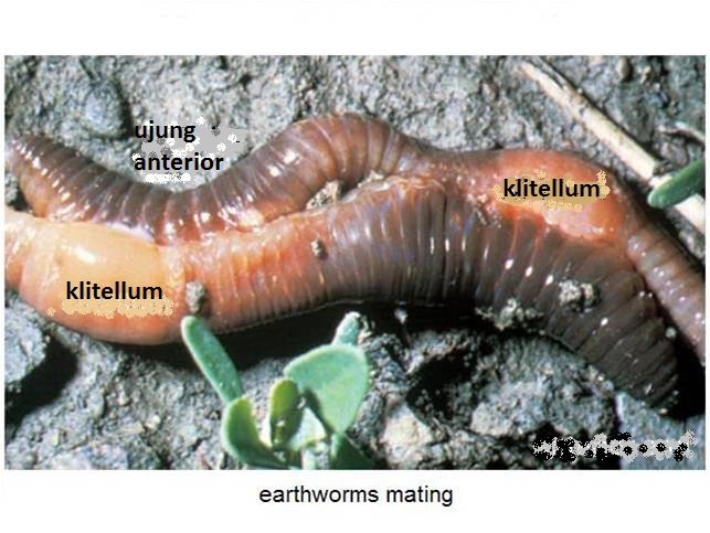 BELAJAR TERUS BIOLOGI ANNELIDA 