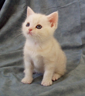 American Shorthair kitten