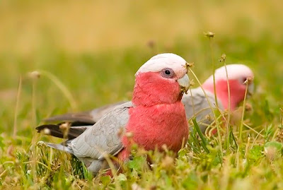 Rose Breasted Cockatoo Picture