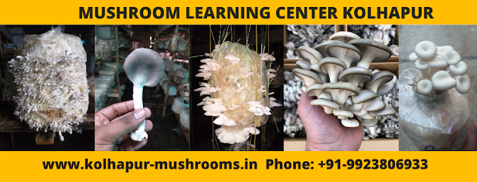 Grow Oyster Mushrooms | Mushroom Business | Mushroom Learning Center Kolhapur