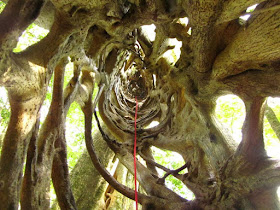 Ficus tree en Monteverde