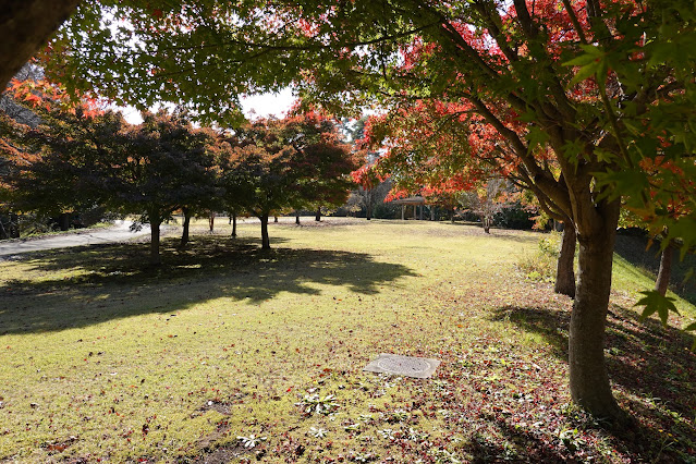 鳥取県西伯郡南部町鶴田 とっとり花回廊 桜の広場