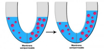 Presion osmotica y membrana semipermeable