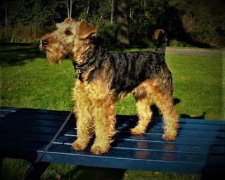 Welsh Terrier Dog history The Welsh Terrier, or Welsh Terrier as it is also called, is considered one of the oldest terriers on the planet. Although many unknowingly consider it a reduced copy erdel TerrierIn fact, it's not. Its history can be traced by graphic testimonies and figurines - various drawings, paintings, tapestries, etc., as well as some records. At first, he was known as a black-and-black hard-haired terrier or an Old English terrier.  Although the Welsh terrier was born in Wales, it has been common in many parts of England since the early 19th century. It was commonly used to hunt foxes, otters, and badgers, and it was also good at killing parasites, which made this dog incredibly popular. After all, every farm, stable, butcher shop, and tavern - all needed such a universal and useful animal.  Usually, this breed was classified and exhibited as an Old English terrier, however, in this category, many other breeds of terriers were classified. He eventually received a classification at the English Kennel Club as a Welsh terrier in 1885.  In the U.S. Welsh Terriers got in 1888, but they were, rather, isolated individuals who came to America with immigrants. However, the breed was so popular and in demand that just 3 years later there were the first breeders, and imports from England gained stability. In addition, the Welsh terrier began to conquer Europe.  Characteristics of the breed popularity                                                           04/10  training                                                                05/10  size                                                                        02/10  mind                                                                     07/10  protection                                                          09/10  Relationships with children                         10/10  Dexterity                                                             07/10     Breed information country  England  lifetime  12-15 years old  height  Males: 36-39 cm Bitches: 36-39 cm  weight  Males: 8-10 kg Suki: 8-10 kg  Longwool  Average  Color  black and red  price  400 - 800 $  description These are small dogs with a strong physique and short, stiff, curly hair. Limbs are medium, proportional, ears are triangular, folded, on the muzzle, there are small "mustaches". The tail is short. The color is black and red.     personality Welsh Terrier is a wonderful dog, which will certainly fill your life with bright colors and unusual situations. Just because that's who he is. One of the main features of this breed is a huge amount of energy, just an incredible amount that you need to go somewhere. Do not think that if you provide the dog with walks every day, it will be enough. Don't even hope.  That is, walks, but your pet will not just expect every hike on the street, he will demand it unconditionally, and at any time of the day or night. If you're going to morning for a run, it will be the first to squeeze through the door and jump around you while you're lacing the sneakers. Even getting an hour or two of active exercise outdoors daily, the dog will arrange home games with your slippers, with toys, with your feet or with your children, and sometimes with everything together and at once.  With children, by the way, a special story. Welsh Terrier adores children, it is by default the best friend for the child, with whom they will always find common ground. If you think that the dog will be running around the house and jump on you from chairs or sofas only during the games, or at a time when you are comfortable, you are mistaken. Once she's trying, she'll do it endlessly, when she likes it.  Accordingly, without a good sense of humor, love for various antics, and a tolerant attitude you can not do anything. Because of boredom and lack of activity begin destruction in the house - remember this. Moreover, the Welsh Terrier is a breed that is not recommended for inexperienced owners, as these animals sometimes like to act in their own way and their upbringing is sometimes not easy. In part, because they do not like monotony, but more about it - later.  A Welsh terrier can live in an apartment if it gets enough physical activity and walks around, but it is considered to be the ideal place to maintain it - a private house with a yard. Note that if you do have a private house, the dog will dig holes, and unlike other breeds, accustoming her to dig a hole strictly in one place will be much harder. Why - it is difficult to say, apparently it refers to the mysterious area of dogs who love to dig.  Also, these dogs love to bark, and you will have to make an effort to wean off your pet. Otherwise - farewell healthy sleep and friendly neighbors. Welsh Terrier, as a rule, does not cause allergies and is suitable for allergy sufferers, but it is not of absolute character - a person's allergy is too individual a concept.  This breed has a very developed intelligence, if dogs could pass the test for Ikea, welsh terriers would have one of the highest results. That's for sure. They are very attached to their family and do not tolerate separation. On the other hand, these dogs are alien to excessive obsession and painful emotionality, they can spend time alone with their toy, knowing that the owner - is in the next room. It's working. And you don't have to get it.  Since these are hunting dogs, and in the past, they have been actively used for such purposes, your dog is likely to chase squirrels, rats, hedgehogs, and in general any small animals, including Cats because of the presence of a cat in the house, the dog should be taught from an early age.     teaching Welsh Terrier is a breed that does not like monotony. These are active dogs, and training should also be active. If you think that you can achieve success by doing the same class every day at the same time, it will be exactly the opposite. Classes in any case should not be monotonous, you should bring in the maximum fun, as the Welsh terrier - a freedom-loving creature.  It is desirable that he does not even fully understand that now he is waiting for training. It's better that he thought you were going for a walk and having fun, and training was just part of the program. A sense of humor, a large number of goodies, patience, and kindness, as well as a good fantasy - your best helpers.  You definitely need to teach the dog basic commands, but this can not be limited. Obedience training should take place throughout life, although at an early age the emphasis should be greatest. Also, it will be useful to teach the dog to fall silent on command, as this breed likes to bark.     care Wool should be combed regularly, twice a week, and once every 2 months to clean from dead lint. Buy the dog at least once a week, eyes clean daily, ears - 2-3 times a week. The claws are trimmed three times a month.     Common diseases The Welsh Terrier may be susceptible to such diseases:  Allergy epilepsy; glaucoma; von Willebrand's disease; hypothyroidism - can lead to the following complications: epilepsy, alopecia (hair loss), obesity, lethargy, hyperpigmentation, and pyoderma.