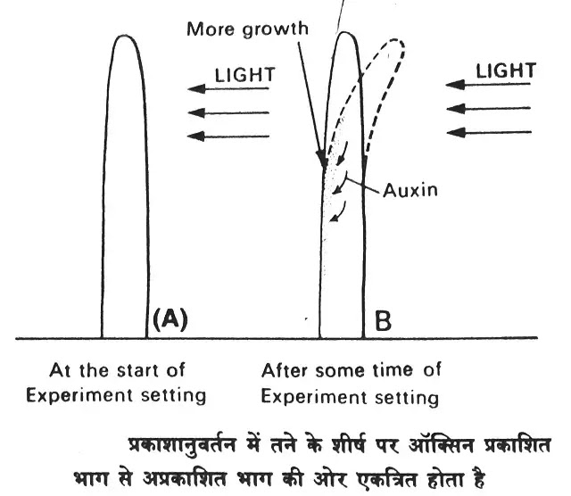 ऑक्सिन (Auxin) : परिचय, खोज, कार्य|hindi