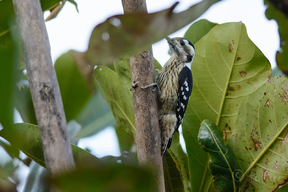 Hallkiird-kirjurähn, Yungipicus canicapillus, Grey-capped pygmy woodpecker, Picoides, Dendrocopos, headed, crowned, rähn