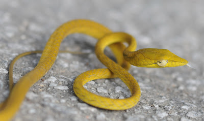 Oriental Whip Snake (Ahaetulla prasina)