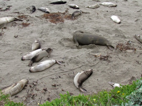 ElephantSealRookery-5-2012-03-27-20-50.jpg
