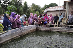 Dinilai Berhasil, Wabup Labusel Janji Tingkatkan Kepedulian Terhadap Program Ternak Lele   