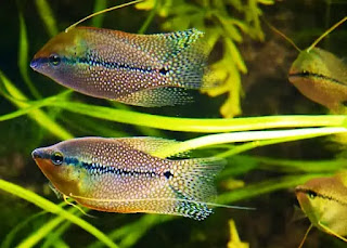 reproduction poisson Gourami perle